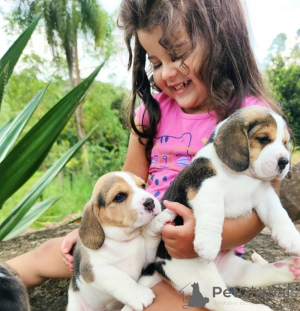 Foto №3. We have a litter of outstanding Beagle puppies. Deutschland
