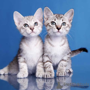 Foto №1.  - zum Verkauf in der Stadt Genf | Frei | Ankündigung № 135350