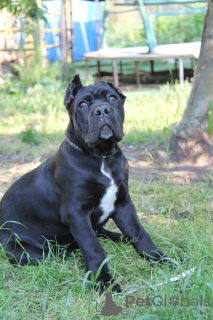 Foto №2 zu Ankündigung № 20102 zu verkaufen cane corso italiano - einkaufen Weißrussland quotient 	ankündigung