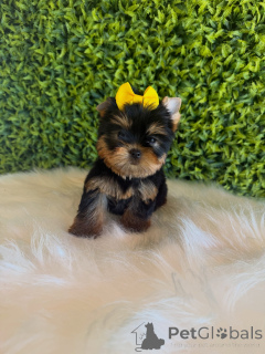 Foto №4. Ich werde verkaufen yorkshire terrier in der Stadt Prag. züchter - preis - verhandelt