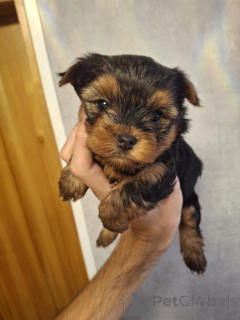 Foto №2 zu Ankündigung № 158149 zu verkaufen biewer terrier, yorkshire terrier - einkaufen Estland quotient 	ankündigung, vom kindergarten, züchter