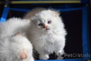 Foto №1. munchkin - zum Verkauf in der Stadt Amsterdam | 500€ | Ankündigung № 160776