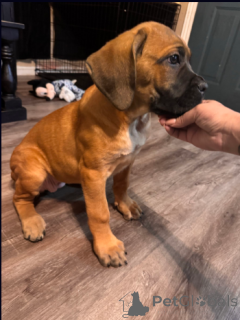 Foto №1. cane corso italiano - zum Verkauf in der Stadt Berlin | 700€ | Ankündigung № 138449