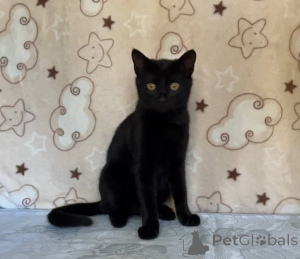 Foto №1.  - zum Verkauf in der Stadt Minsk | Frei | Ankündigung № 164930