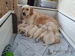 Zusätzliche Fotos: Die Golden Retriever-Welpen der Champion-Familie stehen jetzt zum Verkauf