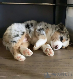 Foto №1. australian shepherd - zum Verkauf in der Stadt Seydisfjordur | verhandelt | Ankündigung № 116773