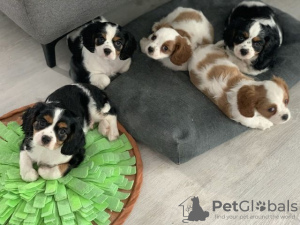 Foto №3. Cavalier King Charles Spaniel. Deutschland