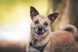 Zusätzliche Fotos: Der kleine Hund Suri ist in guten Händen.