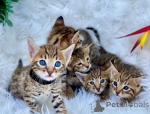 Foto №2 zu Ankündigung № 174761 zu verkaufen savannah-katze - einkaufen Deutschland 