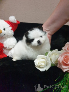 Foto №1. pommersche spitz - zum Verkauf in der Stadt Monaco | verhandelt | Ankündigung № 167142