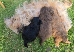 Foto №2 zu Ankündigung № 153376 zu verkaufen shih tzu - einkaufen Deutschland 