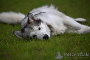 Foto №4. Ich werde verkaufen alaskan malamute in der Stadt Москва. aus dem tierheim - preis - Frei