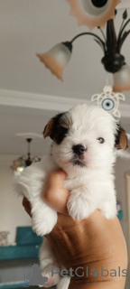 Foto №2 zu Ankündigung № 156722 zu verkaufen biewer terrier - einkaufen Türkei züchter