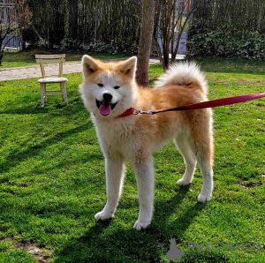 Foto №3. Marija Stamenkovic. Serbien