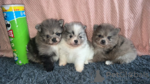 Foto №3. Pommersche Pennuss - Myytävänä. Finnland