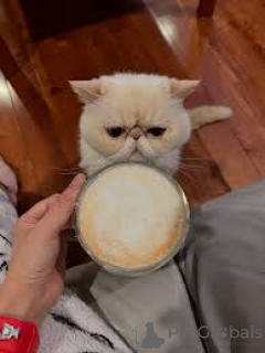 Foto №3. Myytävänä eksoottisia lyhytkarvaisia kissanpentuja. Finnland