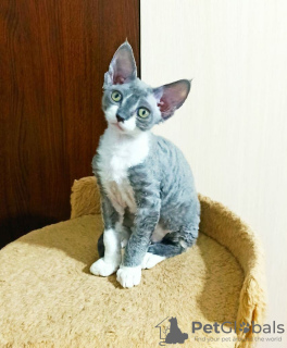 Zusätzliche Fotos: Kätzchen zu verkaufen Devon Rex.