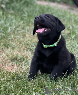 Foto №1. labrador retriever - zum Verkauf in der Stadt Dallas | 319€ | Ankündigung № 146093