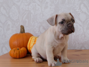 Foto №2 zu Ankündigung № 108113 zu verkaufen französische bulldogge - einkaufen Deutschland quotient 	ankündigung, züchter