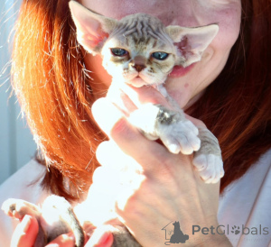 Foto №2 zu Ankündigung № 171386 zu verkaufen devon rex - einkaufen Polen quotient 	ankündigung