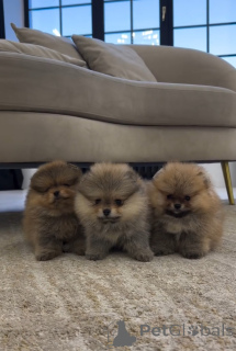 Foto №1. german spitz - zum Verkauf in der Stadt Zurzach | 580€ | Ankündigung № 143525