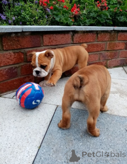 Foto №2 zu Ankündigung № 139211 zu verkaufen englische bulldogge - einkaufen USA züchter