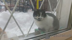 Foto №4. Ich werde verkaufen  in der Stadt Moskwa. quotient 	ankündigung - preis - Frei