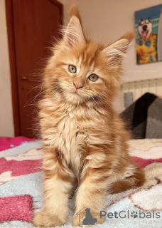 Foto №2 zu Ankündigung № 174785 zu verkaufen maine-coon-katze - einkaufen Australien quotient 	ankündigung