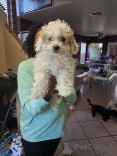 Foto №1. maltipu - zum Verkauf in der Stadt Bremen | 900€ | Ankündigung № 150137