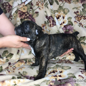 Foto №4. Ich werde verkaufen französische bulldogge in der Stadt Zaporizhia. quotient 	ankündigung - preis - 170€