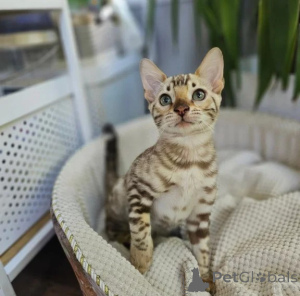 Foto №1. bengal katzenrasse - zum Verkauf in der Stadt Linde | 350€ | Ankündigung № 177734