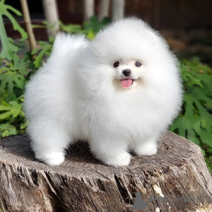 Foto №3. Absolut Szpic Pommersche Welpen. Deutschland