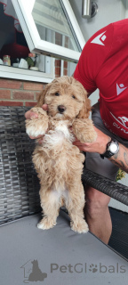 Foto №2 zu Ankündigung № 140839 zu verkaufen mischlingshund - einkaufen USA quotient 	ankündigung