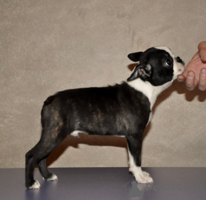 Foto №3. Boston Terrier Welpen zu verkaufen. Russische Föderation