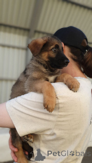 Foto №3. Welpen suchen ein Haus. Russische Föderation