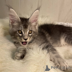 Foto №3. Maine-Coon-Kätzchen. Deutschland