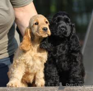 Foto №2 zu Ankündigung № 160898 zu verkaufen english cocker spaniel - einkaufen Belgien quotient 	ankündigung, züchter