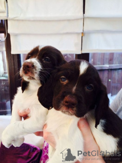 Foto №1. english springer spaniel - zum Verkauf in der Stadt Köln | 284€ | Ankündigung № 127309