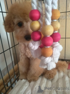 Foto №2 zu Ankündigung № 146103 zu verkaufen maltipu - einkaufen Georgien quotient 	ankündigung