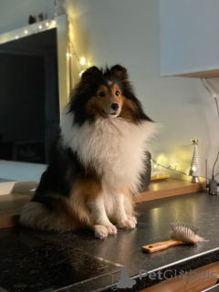 Foto №2 zu Ankündigung № 157798 zu verkaufen shetland sheepdog - einkaufen Deutschland aus dem tierheim, züchter