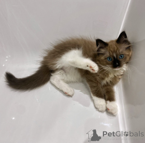 Foto №1. ragdoll-katze - zum Verkauf in der Stadt Groningen | verhandelt | Ankündigung № 176448