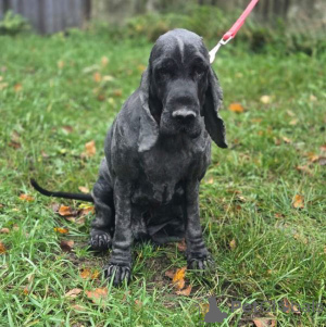 Foto №3. Englischer Cockerspaniel Danya sucht ein Zuhause.. Russische Föderation