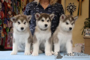 Foto №2 zu Ankündigung № 121841 zu verkaufen alaskan malamute - einkaufen Niederlande quotient 	ankündigung