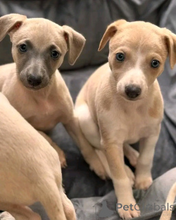 Foto №1. italienisches windspiel - zum Verkauf in der Stadt Berlin | 800€ | Ankündigung № 139074