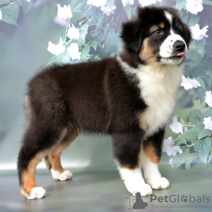 Foto №2 zu Ankündigung № 54518 zu verkaufen australian shepherd - einkaufen Russische Föderation vom kindergarten