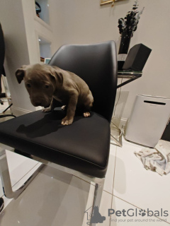 Foto №2 zu Ankündigung № 132795 zu verkaufen blue lacy - einkaufen Deutschland quotient 	ankündigung