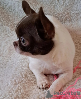 Foto №3. Toilette ausgebildet Chihuahua. Niederlande