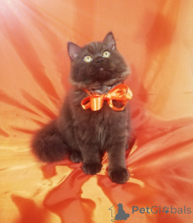 Foto №4. Ich werde verkaufen britisch langhaar in der Stadt Minsk. züchter - preis - 484€