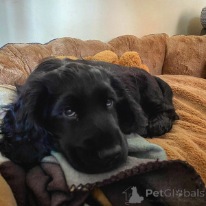 Foto №3. Cocker Spaniel Welpen. Dänemark