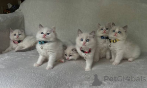 Foto №1. ragdoll-katze - zum Verkauf in der Stadt GeraTrett | 350€ | Ankündigung № 172327